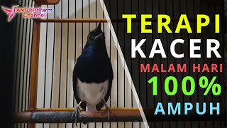 Download lagu TERAPI KACER MALAM HARI, 100% AMPUH MEMBUAT KACER GACOR DORRR mp3