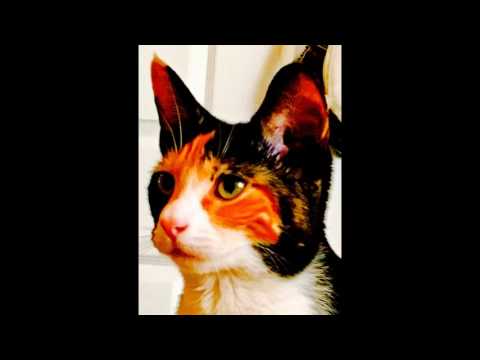 ShamanatriX - W H Y  T H E  H E L L  D I D  Y O U   D O  T H A T ? (SrslyThoWuzDatEvenNecessary)