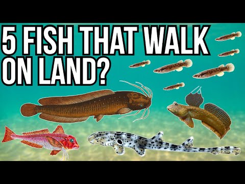 陸の上を歩く魚 4 匹と歩くだけの魚 1 匹