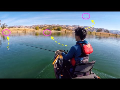 The BIRDS found the BASS for me