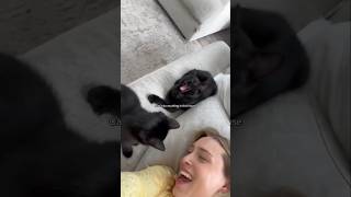 #cat #cute #catvideo #cutecat #funnyvideo #funny #animals