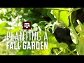Planting a Fall Garden