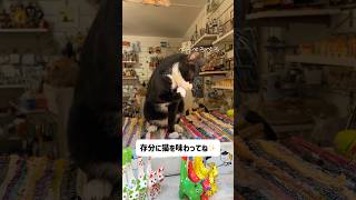 【モンテネグロ🇲🇪】おすすめ5選✨#shorts #コトル #ブドヴァ