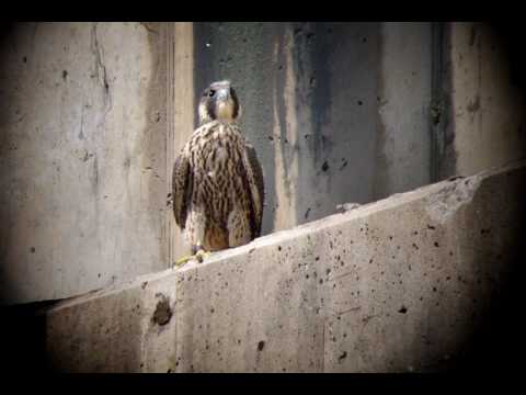 Fledgling Peregrine Falcon...