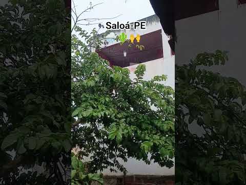 Dia de chuva em nossa cidade saloá Pernambuco #youtubecreators