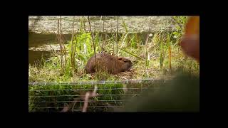 #nutria  am #Alsterwanderweg nahe #Ratsmühlendamm #hamburg  #ohlsdorf #Sumpfbibe