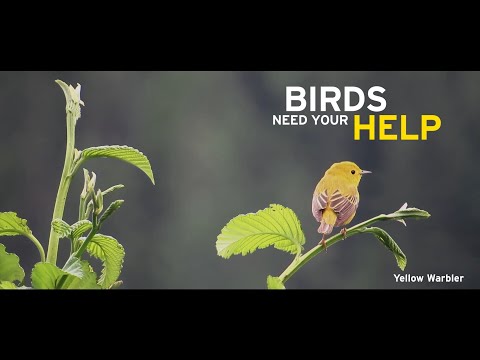Gardening For Birds | Coming Soon