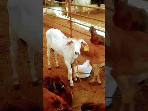 Gir gay mata ke Baby gir Gay video cow status videos #gircow #video #viral