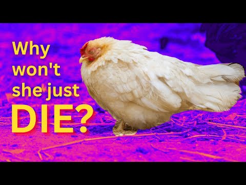 Cull A Hen
