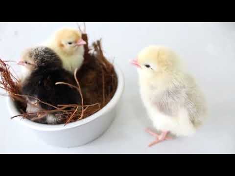 Lovely hen baby chicks 🐥🐤🐣|cute baby chicks
