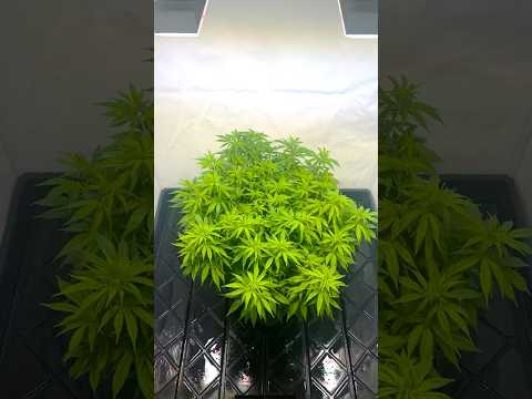 Indoor Plant Growth – Vegetative Stage Update 🌿