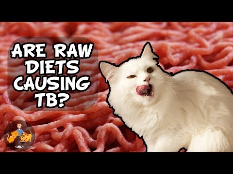 Is Raw Food Spreading TB in Cats? (the warning explained) - Cat Health Vet Advice