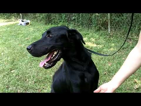 Nash #8, an adopted Black Labrador Retriever in Killingworth, CT_image-1