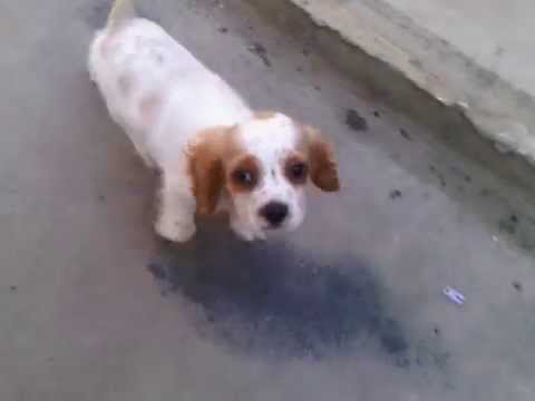 cocker akira 2 meses