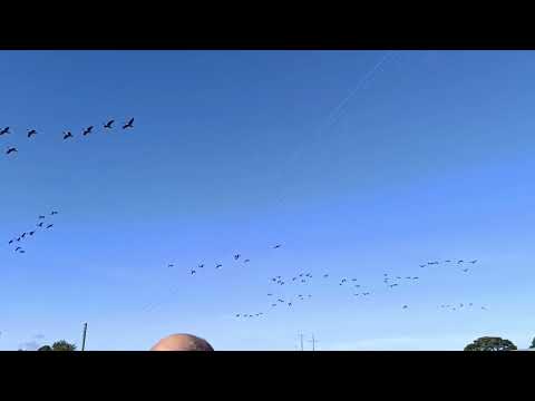 Geese Exodus
