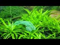 Feeding Spinach To Kuhli Loach