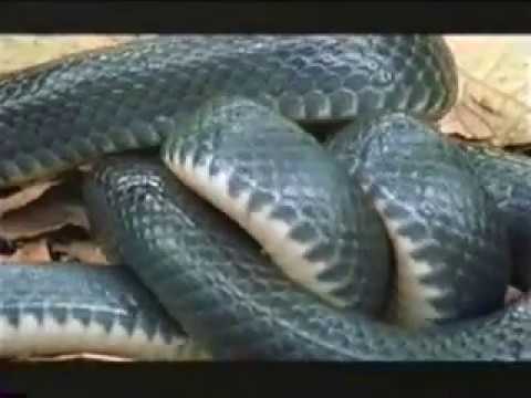 Indigo Snake Eating Pit Viper!