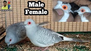 Diamond dove information | Dove Male Female Difference | Diamond dove cage setup