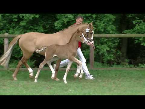 Stf v FS Numero Uno x HBS Manchester Unit 2017