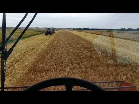 Jęczmień ozimy Concordia, żniwa ||Massey Ferguson 29XP ||