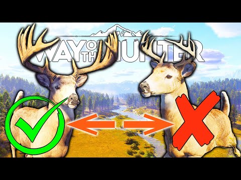 What to Shoot and What Not to Shoot Guide | Way of the Hunter