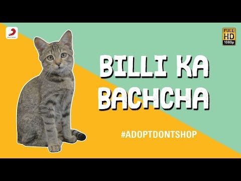 Billi Ka Bachcha - Ankur Tewari | Bachcha Party - Cute Kitten Video