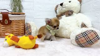 チワワ（ロング）の動画01