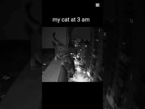 don't click the sound #cat #popular my cat at 3:00 a.m.