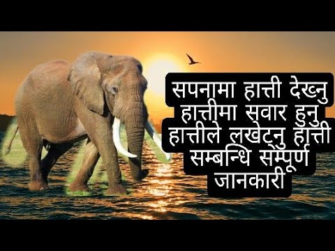 सपनामा हात्ती देख्नु हात्तीमा सवार हुनु हात्तीले लखेट्नु हात्तीले कुनै सहयोग गर्नु सम्पूर्ण जानकारी