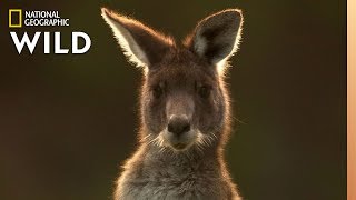 The Kangaroo is the World's Largest Hopping Animal | Nat Geo Wild by Nat Geo WILD