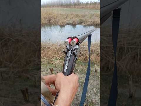 Hunting with most legendary 12 gauge double barrel shotgun | World best 12 gauge hunting shotgun