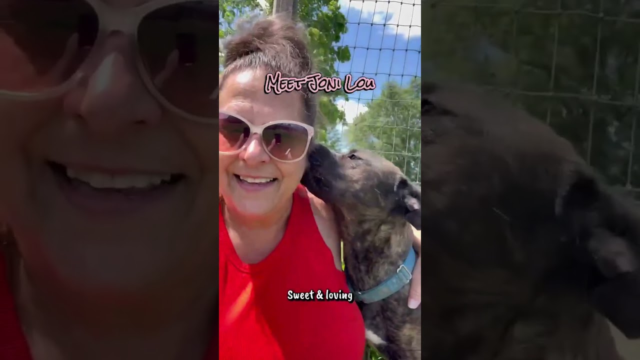 Enlarge Joni Lou, a Adoptable mixed breed in Plain City, OH video 6/6