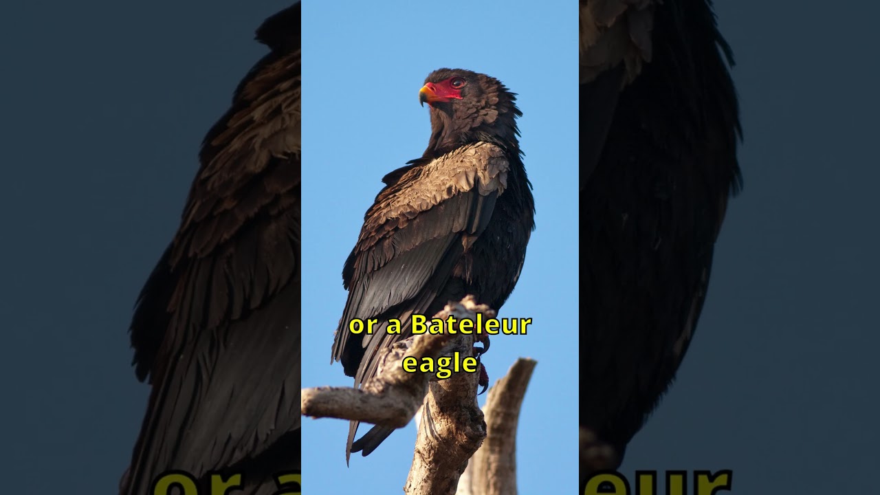 What kind of animal is on the Zimbabwe flag? #flags