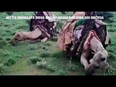 HEESTA DHAQAAJIYA DHIIGA DHALINYARAADA 2019