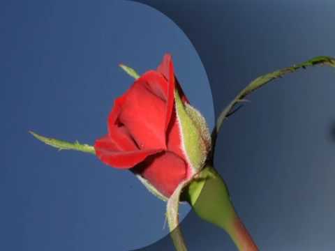 Rose Vincenzo LOmbardo Enzo Marina di Gioiosa Ionica Bologna