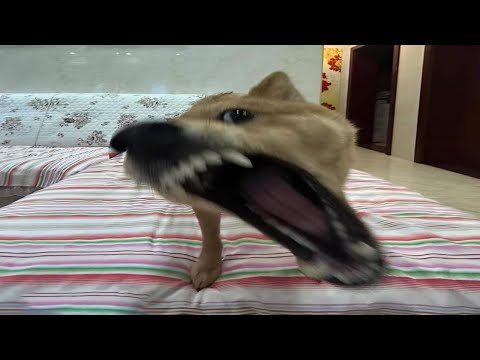 Top 5 Honorable Mention