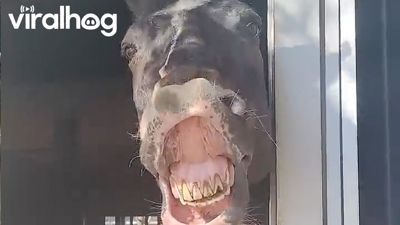 Happy Horse With a Contagious Smile || ViralHog