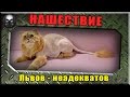 Львы-неадекваты заполонили рандом!!! ~ World of Tanks ~ 