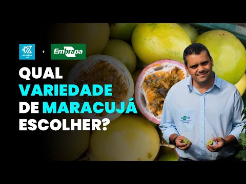 AS MELHORES VARIEDADES DE MARACUJÁ DO MERCADO