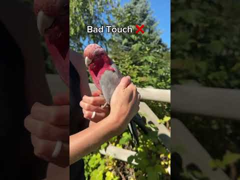 Know the difference! #music #birds #cockatoo