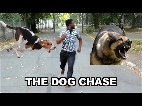 THE DOG CHASE