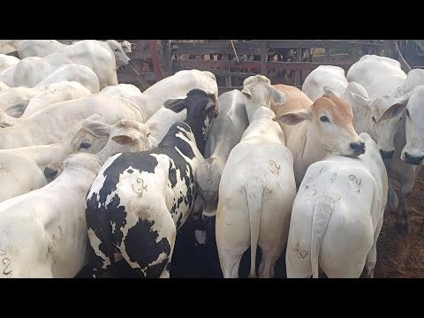FEIRA DE GADO DE CAMPO GRANDE-AL 25/07/2026 #nordeste