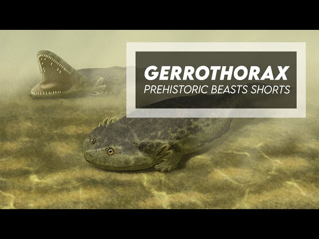 הגיית וידאו של gerrothorax בשנת אנגלית