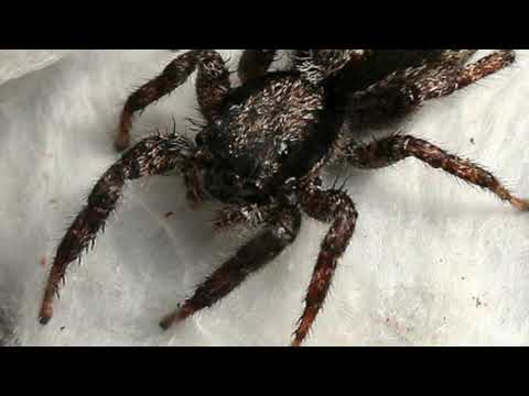 image-What is the most common type of house spider?