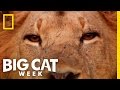 Man V Cheetah Big Cat Week