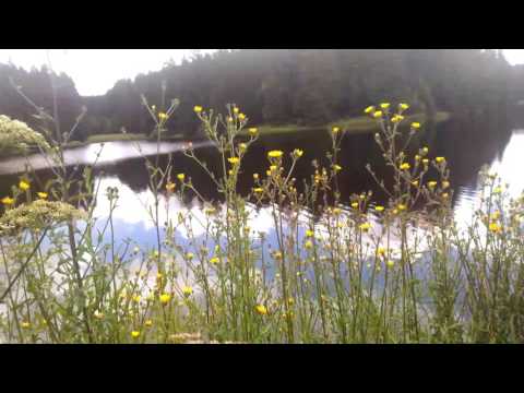 Blümchen am Bärenbrucher Teich