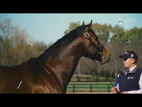 2019 Vinery Stallion Parades