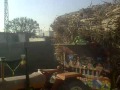 Huge Sugarcane Lane Mp4