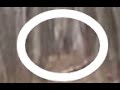 REAL BIGFOOT CAUGHT ON CAMERA 2016 BIGFOOT EVIDENCE