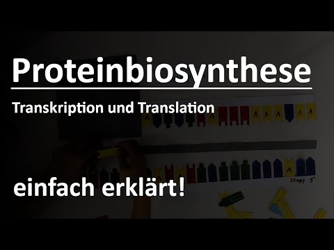 Proteinbiosynthese einfach erklärt